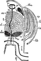 thorax d'écrevisses, illustration vintage vecteur