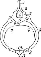 diagramme de l'illustration vintage du thorax de mammifère. vecteur