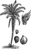 illustration vintage de palmier à huile. vecteur
