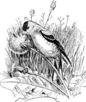 chardonneret astragalinus tristis, illustration vintage vecteur