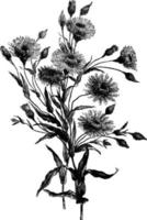 illustration vintage de podolepis aristata. vecteur