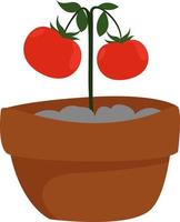 Tomates dans un pot, illustration, vecteur sur fond blanc