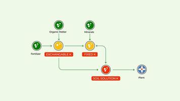 cycle du potassium, taille 4k pour la présentation. processus d'engrais de potassium pour planter absrobing vecteur