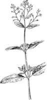 brooklime, plante, scrofulaire, fleurs, scrophulariaceae, veronica illustration vintage. vecteur