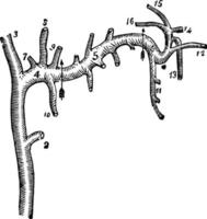 artères carotides, illustration vintage. vecteur