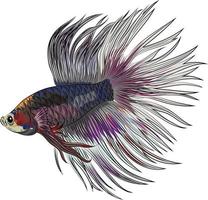illustration vectorielle de poisson betta mignon vecteur
