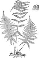 illustration vintage de dryopteris simulata. vecteur