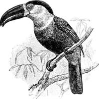 toucan ariel, illustration vintage. vecteur