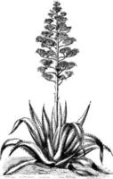 illustration vintage de fleur d'agave americana. vecteur