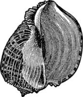 coquille de harpe, illustration vintage. vecteur