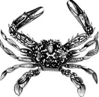 crabe de mer rouge, illustration vintage. vecteur