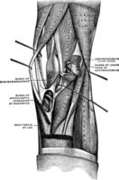 muscles du genou, illustration vintage. vecteur