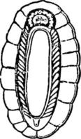 chiton, ventral, illustration vintage. vecteur