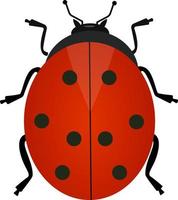 coccinelle rouge, illustration, vecteur sur fond blanc.