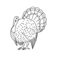 croquis dessiné à la main d'un oiseau de dinde. bon pour les cartes jusqu'au jour de thanksgiving vecteur