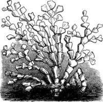 roche lumineuse, illustration vintage. vecteur