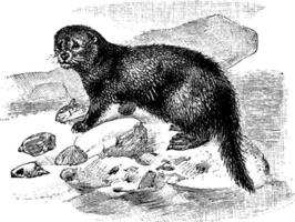 loutre de mer, illustration vintage. vecteur