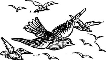 oiseaux, illustration vintage. vecteur
