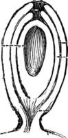 ovule orthotrope dans la section illustration vintage. vecteur