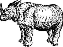 rhinocéros, illustration vintage. vecteur