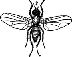 mouche du chou ou phorbia brassicae, illustration vintage. vecteur