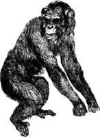 chimpanzé ou pan troglodytes, illustration vintage. vecteur