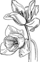 illustration vintage de tulipe de jardin. vecteur