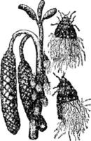 puceron laineux, illustration vintage. vecteur
