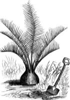 illustration vintage d'arrow-root. vecteur