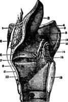 l'épiglotte, illustration vintage. vecteur