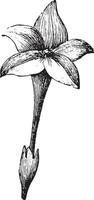 illustration vintage de fleur stylisée. vecteur