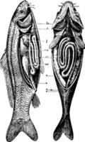 anatomie de l'illustration vintage de la carpe. vecteur