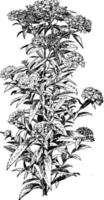 illustration vintage de spiraea albiflora. vecteur