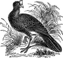 curassow, illustration vintage. vecteur