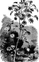 l'illustration vintage de la plante d'huile de ricin. vecteur