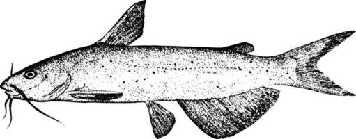 poisson saumon, illustration vintage. vecteur