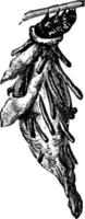 bagworm ou thyrtdopteryx ephemeraeformis, illustration vintage. vecteur