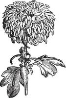 type réfléchi d'illustration vintage de chrysanthème. vecteur