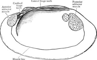 coquille de palourde, illustration vintage. vecteur