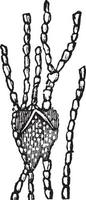 une glande lymphatique, illustration vintage. vecteur