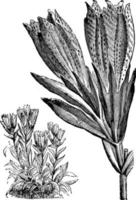 habitude et inflorescence détachée de l'illustration vintage de gentiana algida. vecteur