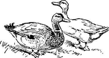 drake et canard, illustration vintage. vecteur