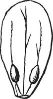 illustration vintage de pétale d'épine-vinette. vecteur