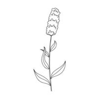 illustration vectorielle dessinée à la main de fleurs sauvages de prairie en fleurs. poligomun bistorta dans le style doodle. élément de conception de logo pour cartes de voeux, invitations. vecteur