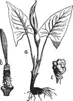 illustration vintage d'arum maculatum. vecteur
