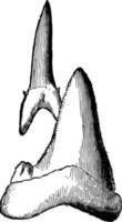 dents de requin, illustration vintage. vecteur