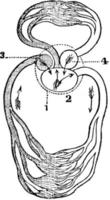 circulation d'une grenouille, illustration vintage. vecteur