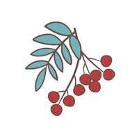 branche de rowan dessinée à la main, élément d'automne. illustration vectorielle dans un style doodle. isolé sur blanc. vecteur