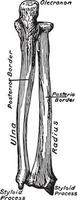 vue dorsale des os de l'avant-bras, illustration vintage. vecteur