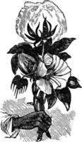 l'illustration vintage de la plante de coton. vecteur